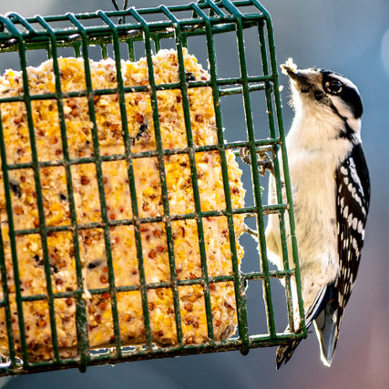 Wild Bird Feed & SuppliesBird eating suet