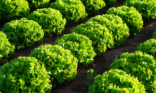 Lettuce garden