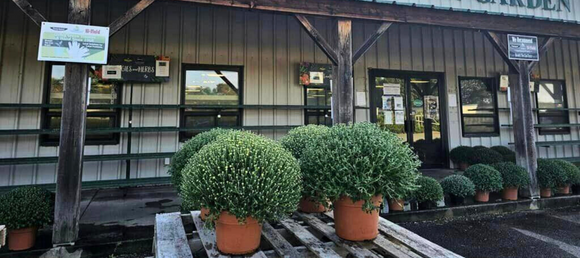 Pots of mums outside in front of the store