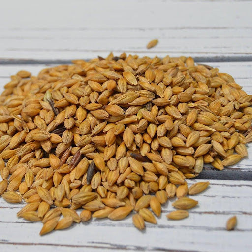 Athens Seed Reedy Fork Organic Barley