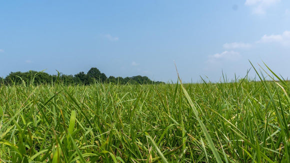 Athen's Seed	Baroptima Plus Fescue Pasture