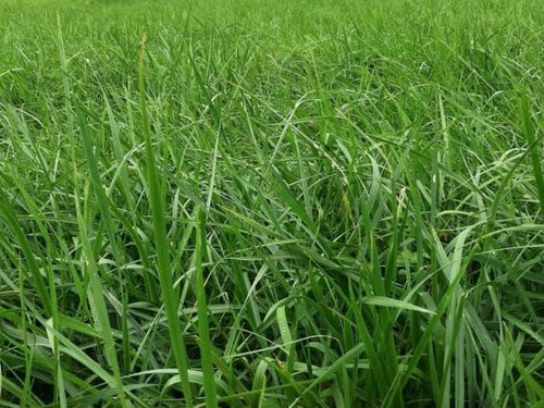 Athen's Seed	Cajun II Fescue Pasture