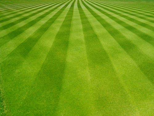 Athens Seed Bermuda-Turf Rio