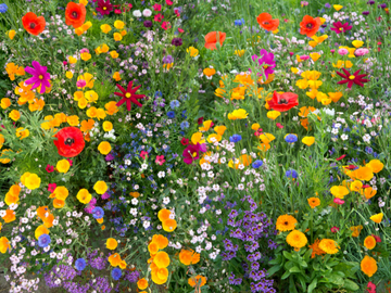 Athens Seed Southeast Wildflower Mix