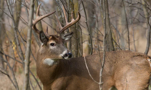 Athen's Seed	Buck Magnet Mix (50 LB)