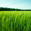 Athens Seed Forager Wheat