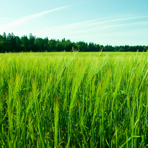 Athens Seed Wheat-Grazer Max