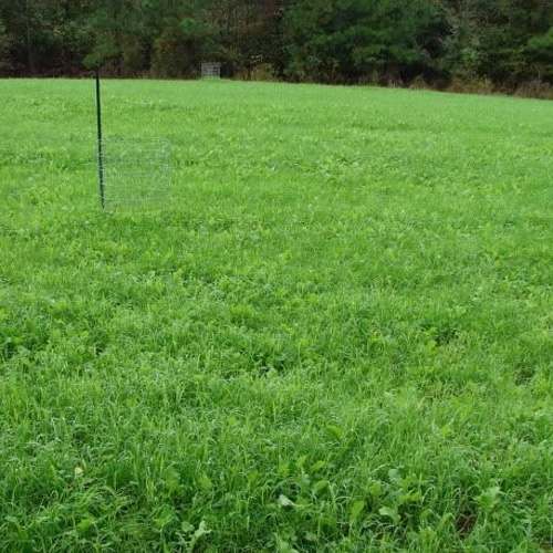 Outsidepride Sweet Spot Deer Food Plot Seed - Southern Mix (10 LB)