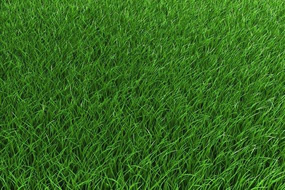 Athen's Seed	Creeping Red Fescue Turf