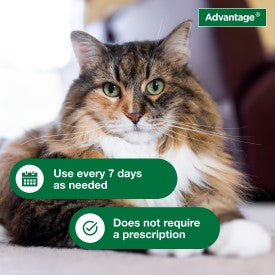 Advantage Cat Flea & Tick Shampoo for Kittens & Adult Cats